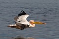 Great White Pelican Flying Royalty Free Stock Photo