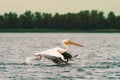 Great White Pelican flying low above the water Royalty Free Stock Photo