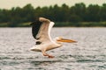 Great White Pelican flying low above the water in the Delta Royalty Free Stock Photo