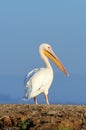 Great white pelican flying over the lake Royalty Free Stock Photo