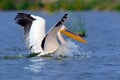 Great white pelican flying over the lake Royalty Free Stock Photo