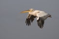 great white pelican flying over Lake Nakuru in the equatorial evening Royalty Free Stock Photo