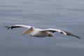Great White Pelican flying Royalty Free Stock Photo