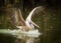 Great white pelican landing over the lake water. India. Flying pelicans - water bird Royalty Free Stock Photo