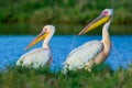 Great White Pelican Males