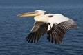 Great White Pelican - Namibia Royalty Free Stock Photo