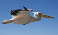 Great White Pelican - Namibia Royalty Free Stock Photo