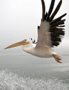 Great White Pelican - Namibia Royalty Free Stock Photo