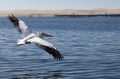 Great White Pelican - Namibia Royalty Free Stock Photo