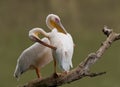 Great white Pelican pair Royalty Free Stock Photo