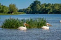 The Great White Pelican (Pelecanidae) flying in the Danube Delta Royalty Free Stock Photo