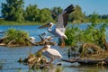 The Great White Pelican (Pelecanidae) flying in the Danube Delta Royalty Free Stock Photo