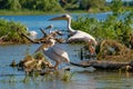 The Great White Pelican (Pelecanidae) flying in the Danube Delta Royalty Free Stock Photo