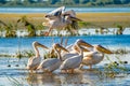 The Great White Pelican (Pelecanidae) flying in the Danube Delta Royalty Free Stock Photo