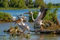 The Great White Pelican (Pelecanidae) flying in the Danube Delta Royalty Free Stock Photo