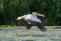 The Great White Pelican (Pelecanidae) flying in the Danube Delta Royalty Free Stock Photo