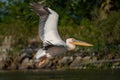 The Great White Pelican (Pelecanidae) flying in the Danube Delta Royalty Free Stock Photo