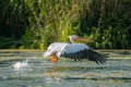 The Great White Pelican (Pelecanidae) flying in the Danube Delta Royalty Free Stock Photo