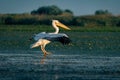 The Great White Pelican (Pelecanidae) flying in the Danube Delta Royalty Free Stock Photo