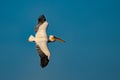 The Great White Pelican (Pelecanidae) flying in the Danube Delta Royalty Free Stock Photo