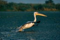 The Great White Pelican (Pelecanidae) take off with a splash of Royalty Free Stock Photo