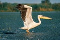 The Great White Pelican (Pelecanidae) take off with a splash of Royalty Free Stock Photo