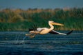 The Great White Pelican (Pelecanidae) take off splashing the water in the Danube Delta, Romania Royalty Free Stock Photo