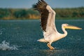 The Great White Pelican (Pelecanidae) take off splashing the water in the Danube Delta, Romania Royalty Free Stock Photo