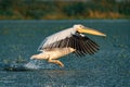 The Great White Pelican (Pelecanidae) take off splashing the water in the Danube Delta, Romania Royalty Free Stock Photo