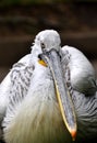Great white pelican - Pelecanus onocrotalu Royalty Free Stock Photo