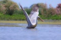 Great white pelican, Pelecanus onocrotalus