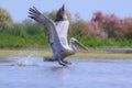 Great white pelican, Pelecanus onocrotalus