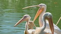 Great white pelican Pelecanus onocrotalus also known as a common pelican or white pelican Royalty Free Stock Photo