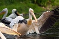The great white pelican also known as the eastern white pelican, rosy pelican or white pelican waving Royalty Free Stock Photo