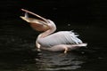 Great white pelican (Pelecanus onocrotalus)