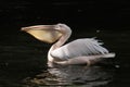 Great white pelican (Pelecanus onocrotalus)