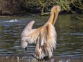 Great White Pelican, Pelecanus onocrotalus, cleans feathers Royalty Free Stock Photo