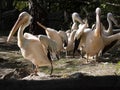Great White Pelican, Pelecanus onocrotalus, cleans its feathers Royalty Free Stock Photo