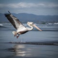 Great White Pelican (Pelecanus onocrotalus) in flight