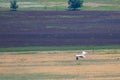 Great white pelican or Pelecanus onocrotalus in fly