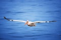 Great white pelican, Pelecanus onocrotalus , flying tightly over sea surface directly at camera. Huge pelican with outstretched