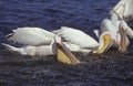 Great White Pelican, pelecanus onocrotalus, Group fishing, Namibia
