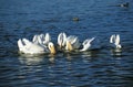 Great White Pelican, pelecanus onocrotalus, Group fishing in Tight Circle, Namibia