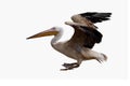 Great White Pelican (Pelecanus Onocrotalus).