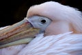 Great white pelican - Pelecanus onocrotalus