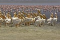 Great White Pelican, pelecanus onocrotalus, and Lesser Flamingoes, phoenicopterus minor, Colony at Nakuru Lake in Kenya