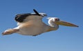 Great White Pelican - Pelecanus onocrotalus - Namibia Royalty Free Stock Photo