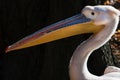 Great white pelican (Pelecanus onocrotalus)