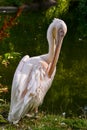 Great White Pelican Pelecanus onocrotalus preening by the lake Royalty Free Stock Photo