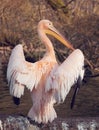 Great White Pelican Royalty Free Stock Photo